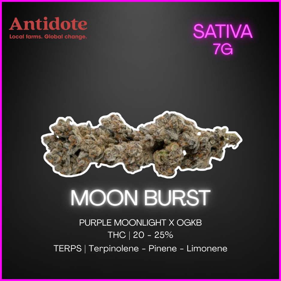 Koots Canna - Moon Burst