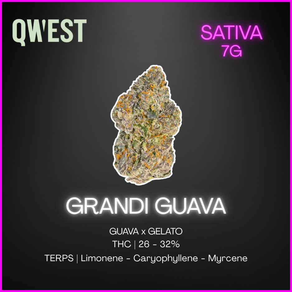 Qwest - Grandi Guava - 7G