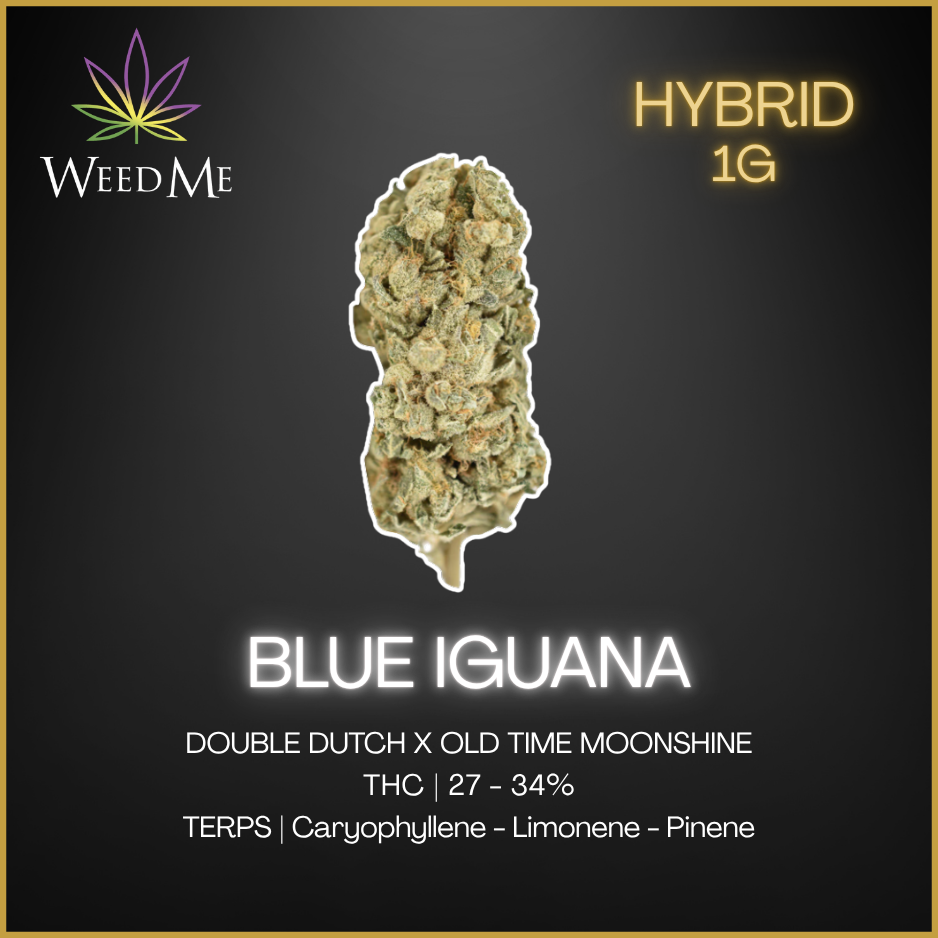Weed Me - Blue Iguana