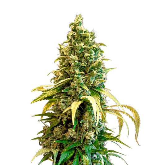 34 Street Seed Co - Acapulco Gold Fem Seeds