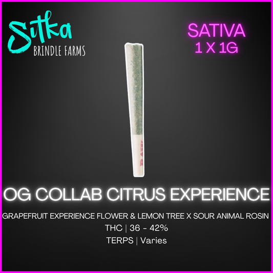 Sitka X - Og Collab-Citrus Experience Rosin Infused Pre-Roll - 1G