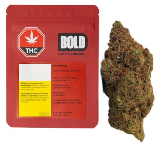 Bold - Orange Crush