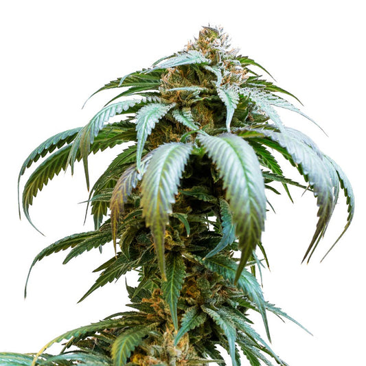 34 Street Seed Co - Bubba Kush Seeds